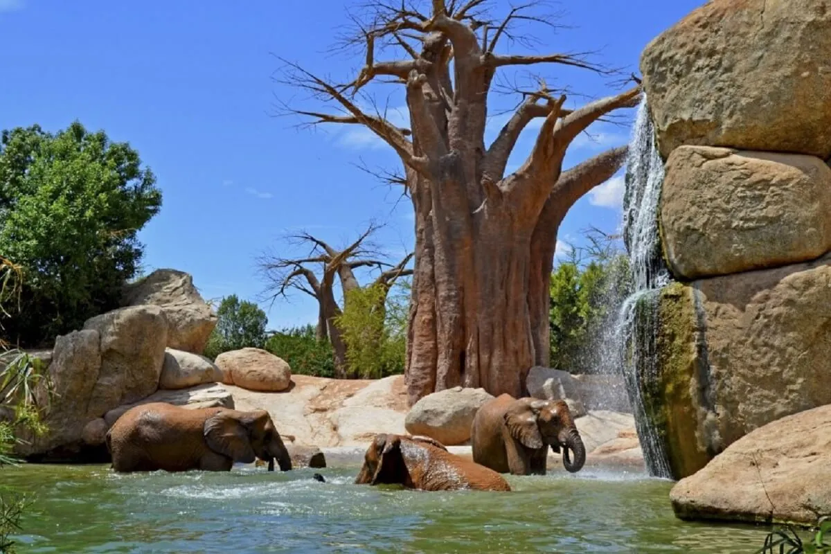 Afrikai elefántok a valenciai Bioparc természetközeli kifutójában. Valenciai családi programok és látnivalók a Spanyolban Otthon blogon.