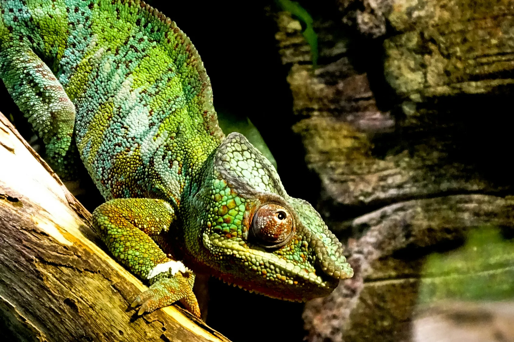 Kaméleon a valenciai Bioparcban