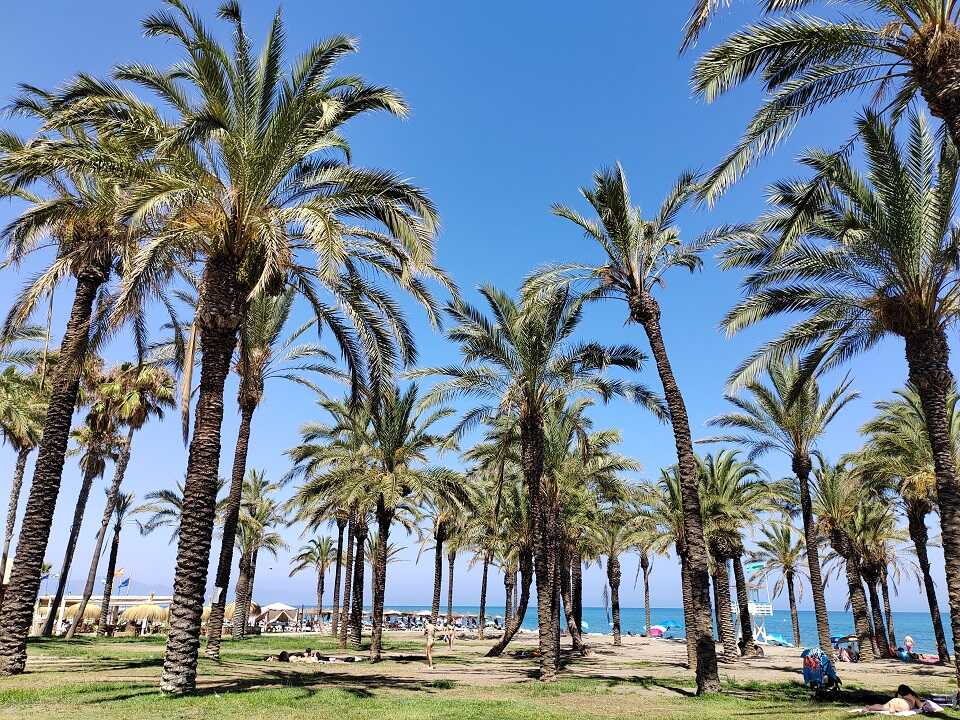 Torremolinos pálmafás tengerpartja